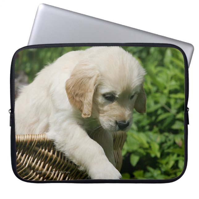 Capa Para Notebook Filhote de cachorro do golden retriever na cesta (Frente)