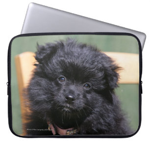 Capa Para Notebook Filhote de cachorro preto de Pomeranian