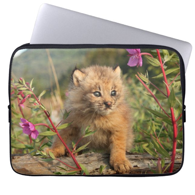Capa Para Notebook Filhote de Lince Canadense, Alasca (Frente)