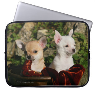Capa Para Notebook Filhotes de cachorro da chihuahua