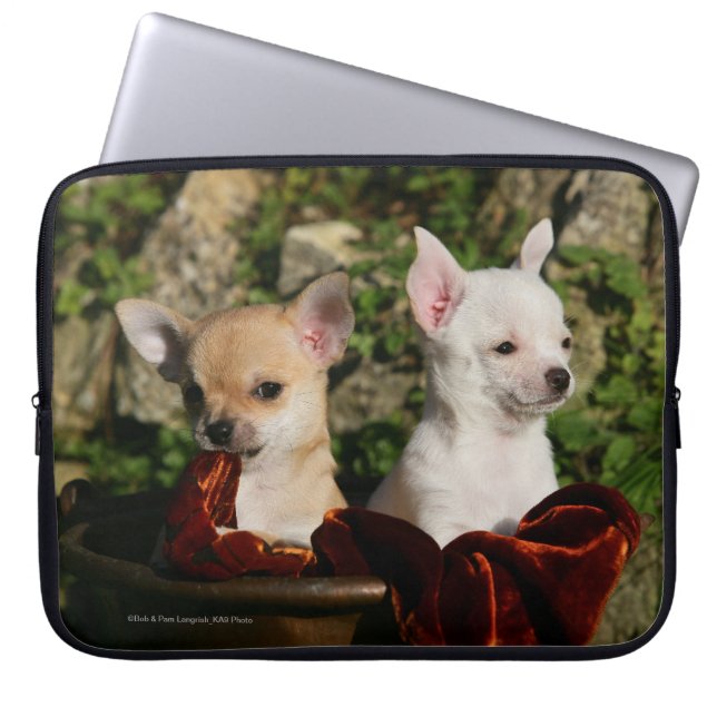 Capa Para Notebook Filhotes de cachorro da chihuahua (Frente)