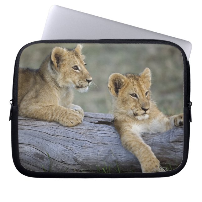 Capa Para Notebook Filhotes de Leão no Tronco (Frente)