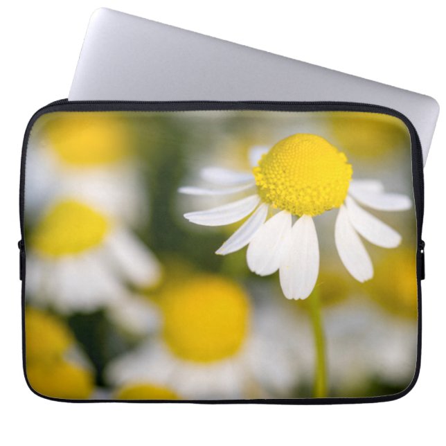 Capa Para Notebook Flor de camomila close-up, Hungria (Frente)