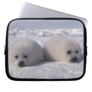 Capa Para Notebook Foca-da-groenlândia (Phoca groenlandica) filhotes 
