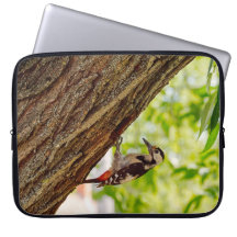 Foto da Natureza Vida Selvagem Pica-Pau Florestal