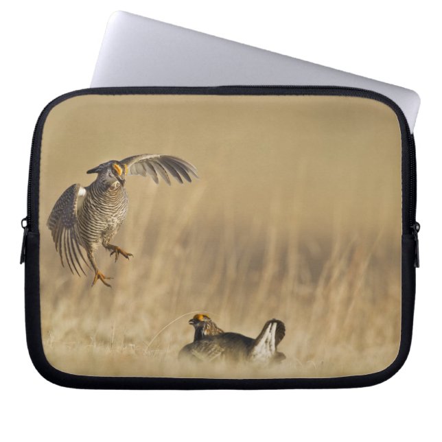 Capa Para Notebook Galo-da-pradaria macho em lek no condado de Loup (Frente)