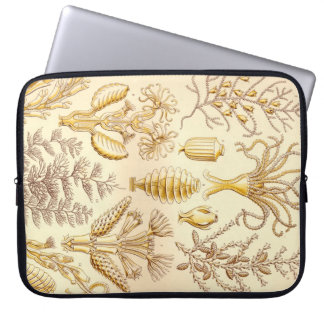 Capa Para Notebook Haeckel Antigo