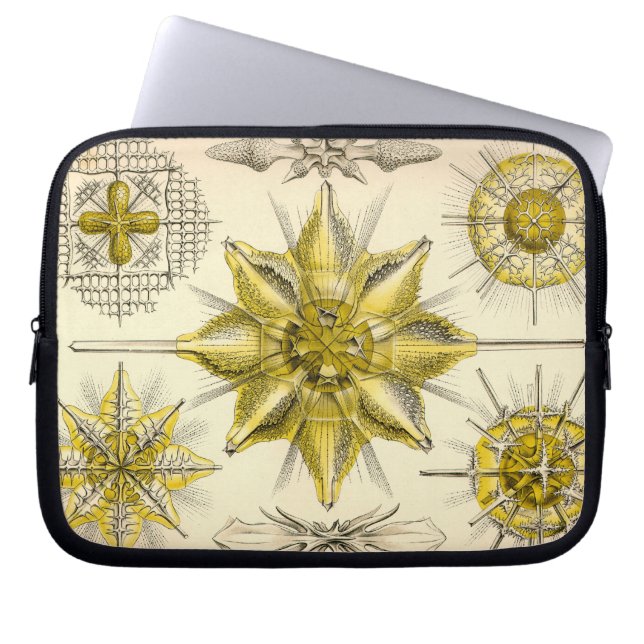 Capa Para Notebook Haeckel Antigo (Frente)
