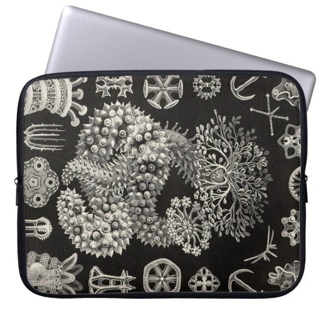 Capa Para Notebook Haeckel Antigo (Frente)