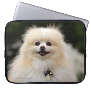 Capa Para Notebook Headshot 1 de Pomeranian