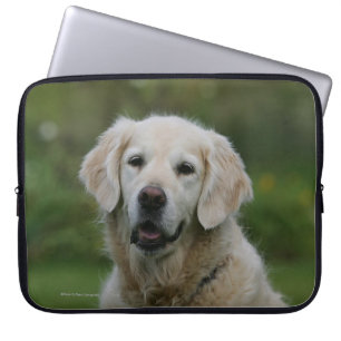 Capa Para Notebook Headshot 2 do golden retriever