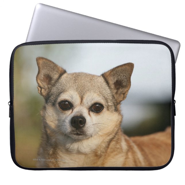 Capa Para Notebook Headshot da chihuahua (Frente)