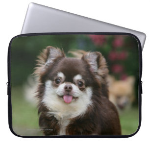 Capa Para Notebook Headshot de cabelos compridos 1 da chihuahua