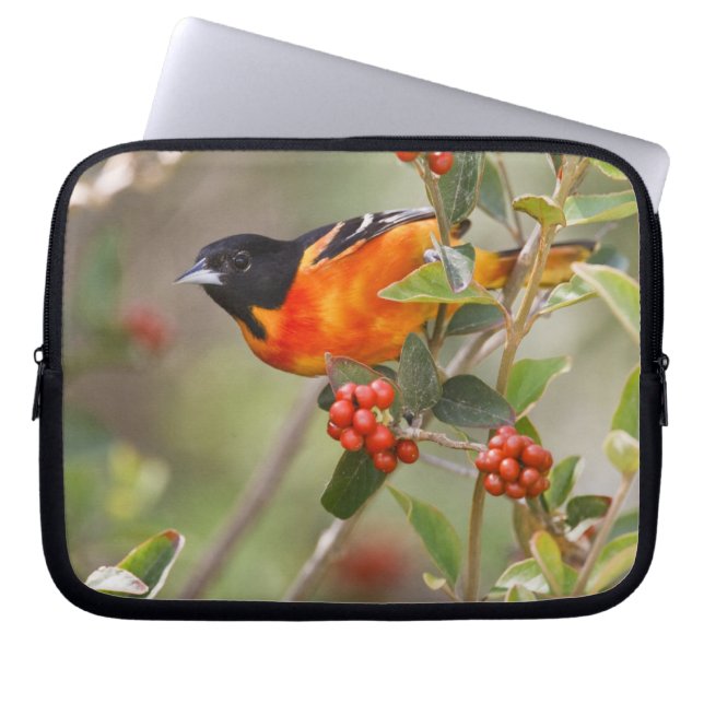 Capa Para Notebook Ilha de South Padre, Texas, EUA, Baltimore Oriole (Frente)