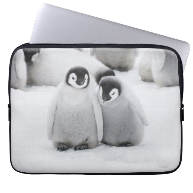 Capa Para Notebook Imperador Pinguim Pintinho no Gelo na Antártica (Frente)