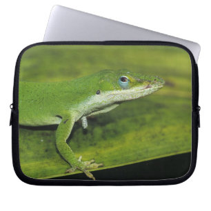 Capa Para Notebook Lagarto-verde, Anolis carolinensis, adulto em palm