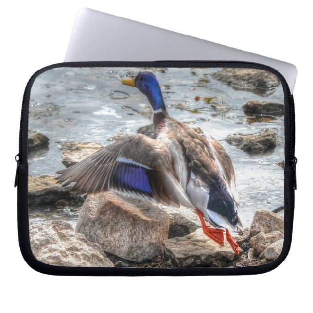 Capa Para Notebook Landing Mallard Duck Drake 10 Wildlife Foto (Frente)