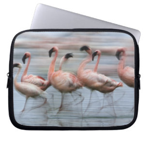 Capa Para Notebook Lesser Flamingos em movimento, Phoenicopterus