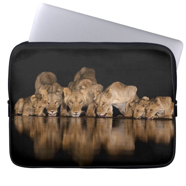 Capa Para Notebook Lion Pride Drinks at the Water Hole at Night (Frente)