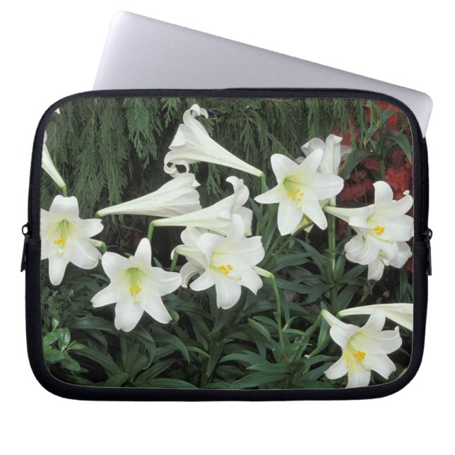 Capa Para Notebook Lírio-de-páscoa (Lilium regale) (Frente)