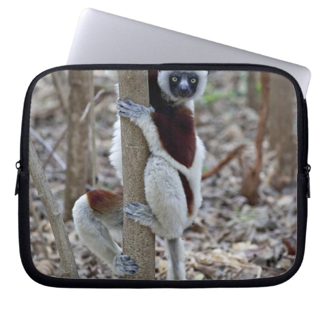 Capa Para Notebook Madagascar, Reserva Ankarafantsika; Ampijoroa; (Frente)
