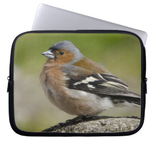 Capa Para Notebook Masculino Chaffinch (WILD: Fringilla coelebs)