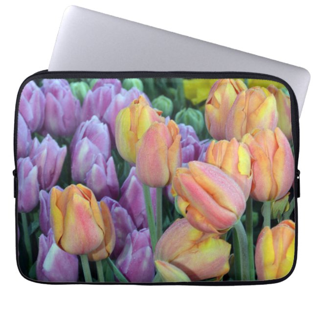 Capa Para Notebook Montes de tulipas primavera coloridas (Frente)