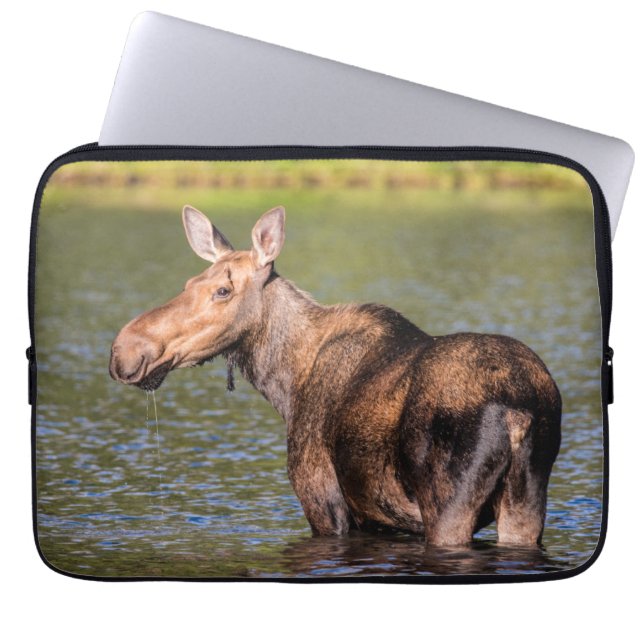 Capa Para Notebook Moose Feeding in Glacier National Park, Montana (Frente)
