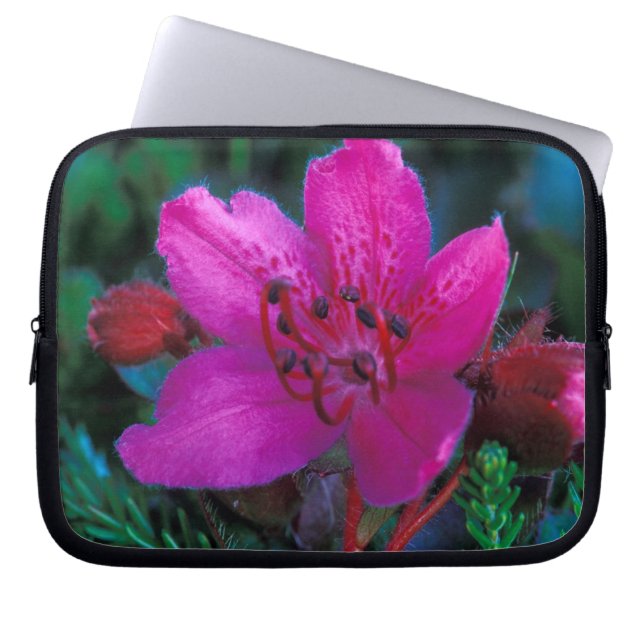 Capa Para Notebook NA, EUA, Alasca, Ilhas Aleutas, Flores Silvestres (Frente)