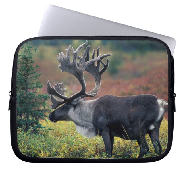 Capa Para Notebook NA, EUA, Alasca, Parque Nacional Denali, Rena-boi  (Frente)