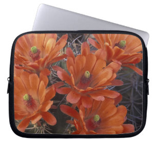 Capa Para Notebook NA, EUA, Arizona, San Xavier. Cacto Claret Cup