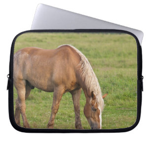 Capa Para Notebook Novo Brunswick, Canadá. Cavalo no campo.