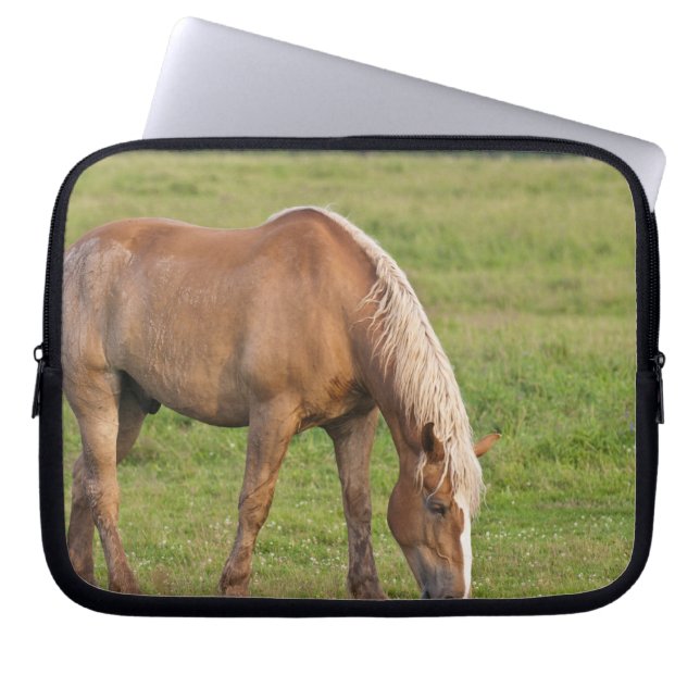 Capa Para Notebook Novo Brunswick, Canadá. Cavalo no campo. (Frente)