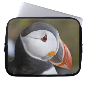 Capa Para Notebook O papagaio-do-mar do Atlântico, uma ave marinha pe