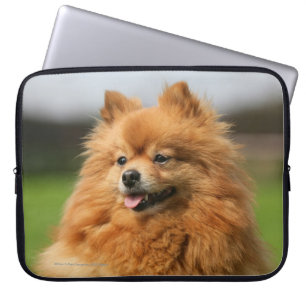 Capa Para Notebook Observação de Pomeranian