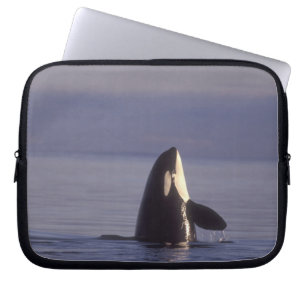 Capa Para Notebook Orca assassina (Orca orcinus) em spyhopping perto