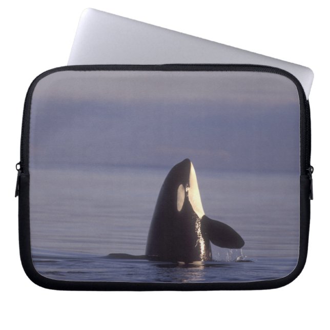 Capa Para Notebook Orca assassina (Orca orcinus) em spyhopping perto (Frente)