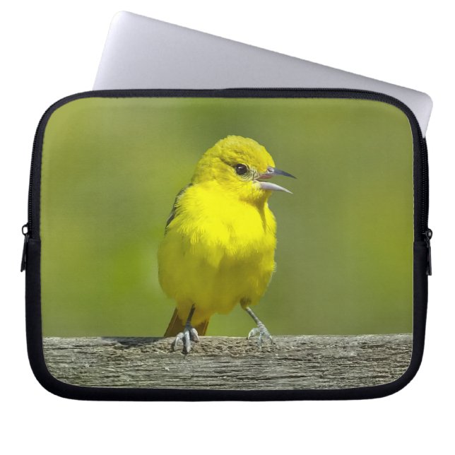 Capa Para Notebook Orchard Oriole - Fotografia original (Frente)