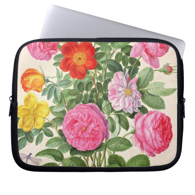 Capa Para Notebook Os rosas, chapeiam 4 do florilégio de Nassau (w/c (Frente)