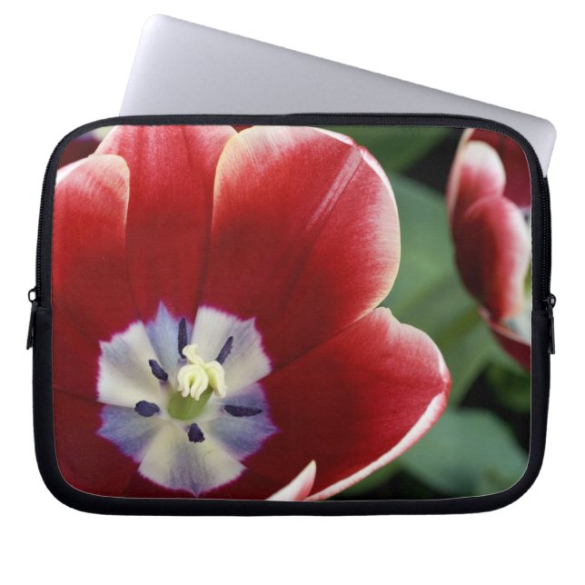 Capa Para Notebook Países Baixos (também conhecido como Holanda), Lis (Frente)