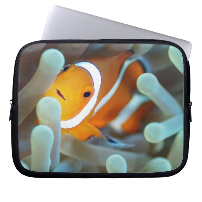 Capa Para Notebook Palhaço Anemonefish (Frente)