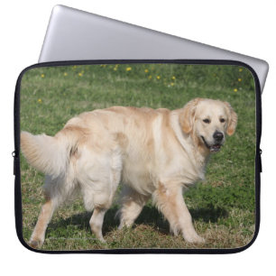 Capa Para Notebook Passeio do golden retriever
