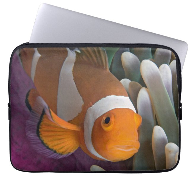 Capa Para Notebook Peixe-palhaço-ocidental (Frente)