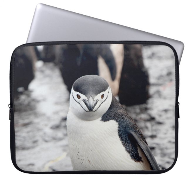 CAPA PARA NOTEBOOK PENGUIN CHENSAP (Frente)