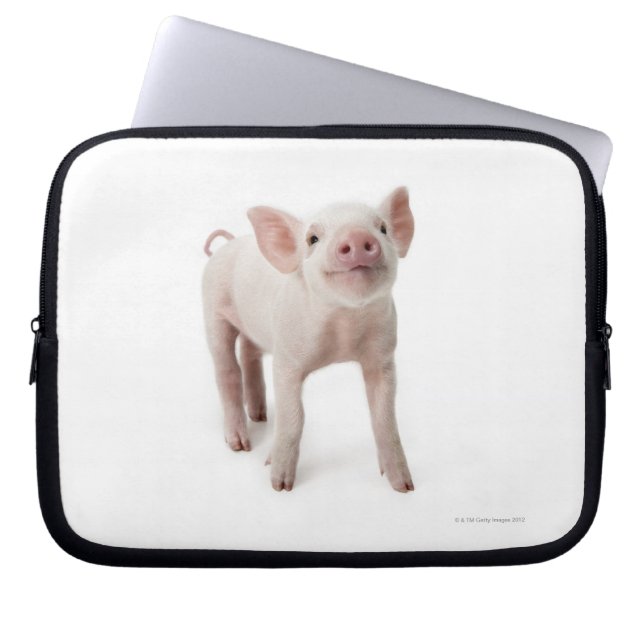 Capa Para Notebook Pig em Pé Procurando (Frente)