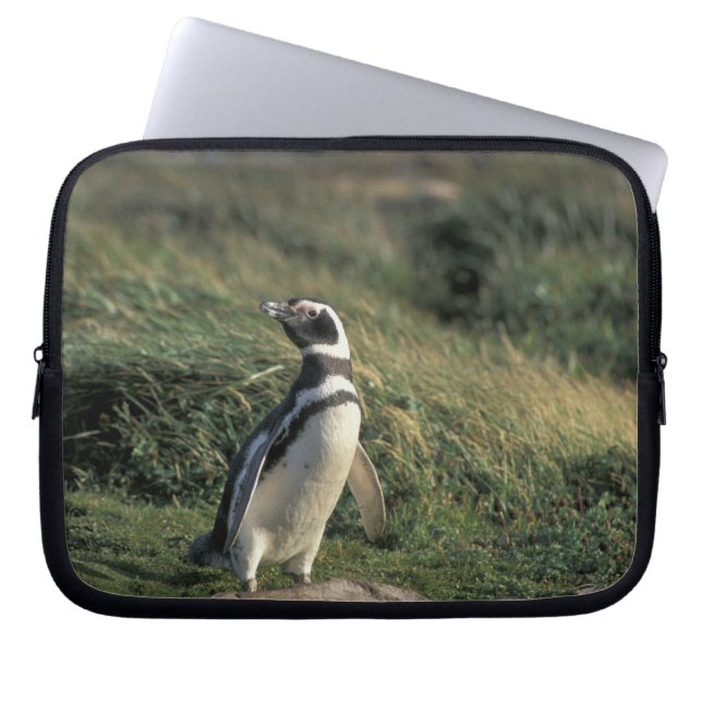 Capa Para Notebook Pinguim-maglânico (Sfeniscus magellanicus), (Frente)