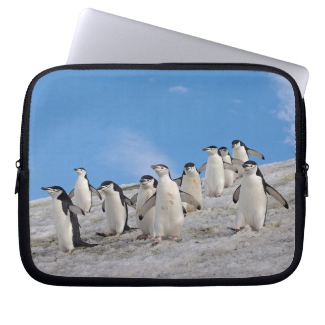 Capa Para Notebook Pinguins Chinstrap | Pygoscelis Antártica (Frente)