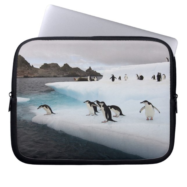 Capa Para Notebook Pinguins-de-barbicha (Frente)
