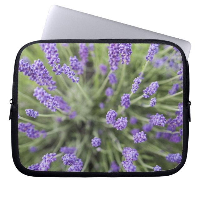 Capa Para Notebook Plantas de lavanda (Frente)