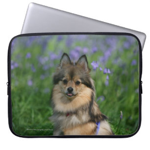 Capa Para Notebook Pomeranian na grama